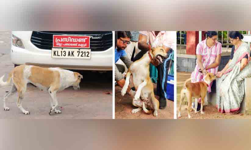 തെരുവുനായ് ആക്രമണം; വാക്സിനേഷൻ ആരംഭിച്ചു തെരുവുനായ് ആക്രമണം; വാക്സിനേഷൻ ആരംഭിച്ചു