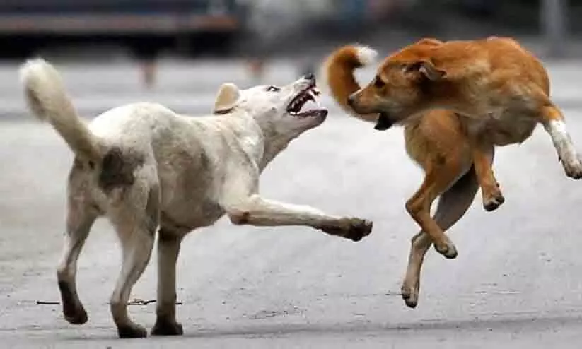 കടിയേറ്റ് ജില്ല; വീടിന്റെ മുറ്റത്തും രക്ഷയില്ല കടിയേറ്റ് ജില്ല; വീടിന്റെ മുറ്റത്തും രക്ഷയില്ല