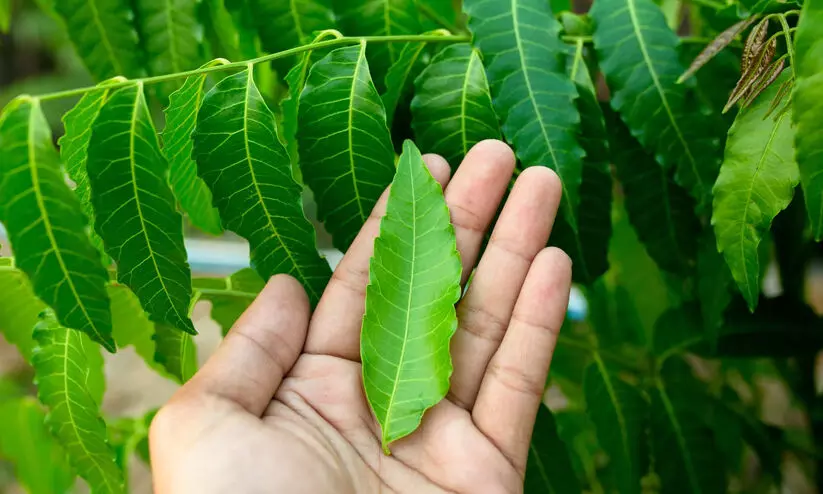 neem leaves