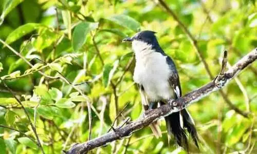 വിസ്മയങ്ങൾ പകർന്ന് നടുവണ്ണൂരിൽ നാട്ടുപക്ഷി സർവേ