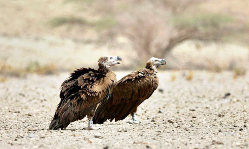 കഴുകന്മാരെ തുറന്നുവിട്ടു