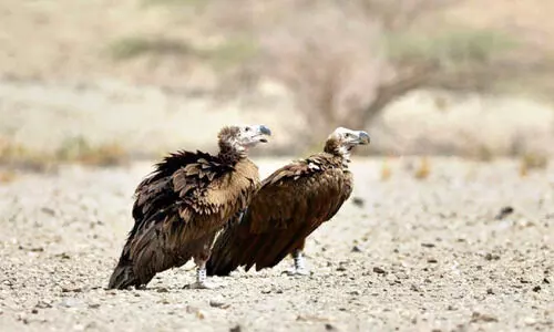 കഴുകന്മാരെ തുറന്നുവിട്ടു