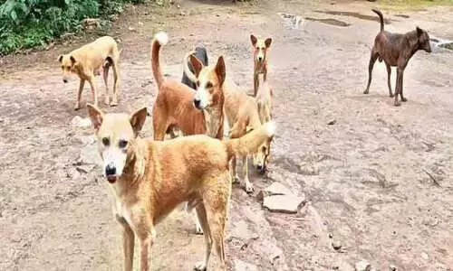 തെരുവുനായ് നിയന്ത്രണം; കർമപദ്ധതികളുമായി വെറ്ററിനറി സർവകലാശാല