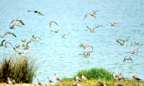 ഖോർ അൽ ഖുർറം റിസർവ് വികസിപ്പിക്കുന്നു ഖോർ അൽ ഖുർറം റിസർവ് വികസിപ്പിക്കുന്നു