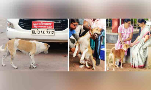 തെരുവുനായ്​ ആക്രമണം; വാക്സിനേഷൻ ആരംഭിച്ചു