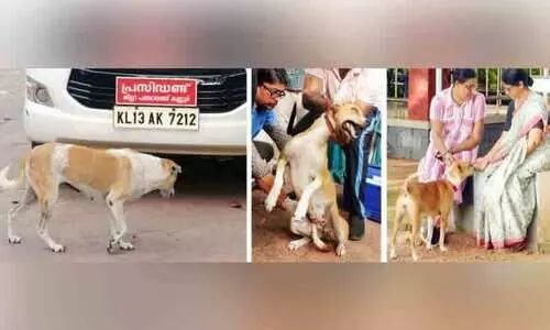 തെരുവുനായ്​ ആക്രമണം; വാക്സിനേഷൻ ആരംഭിച്ചു