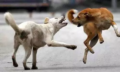 ക​ടി​യേ​റ്റ്​ ജി​ല്ല; വീ​ടിന്റെ  മു​റ്റ​ത്തും ര​ക്ഷ​യി​ല്ല