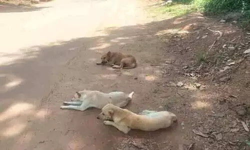 കടയ്ക്കാവൂർ, മണമ്പൂർ പഞ്ചായത്തുകളിൽ തെരുവുനായ്​ ശല്യം രൂക്ഷം