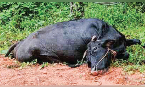 വളർത്ത് പശു ഷോക്കേറ്റ് ചത്തു