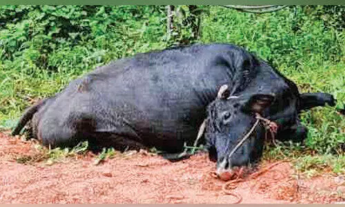 വളർത്ത് പശു ഷോക്കേറ്റ് ചത്തു വളർത്ത് പശു ഷോക്കേറ്റ് ചത്തു