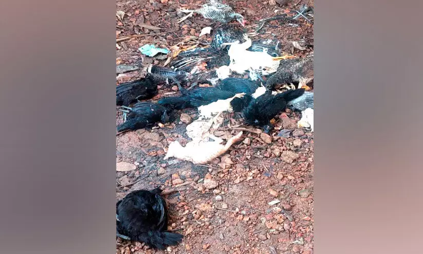 അജ്ഞാത ജീവി കോഴികളെയും പൂച്ചകളെയും കൊന്നു