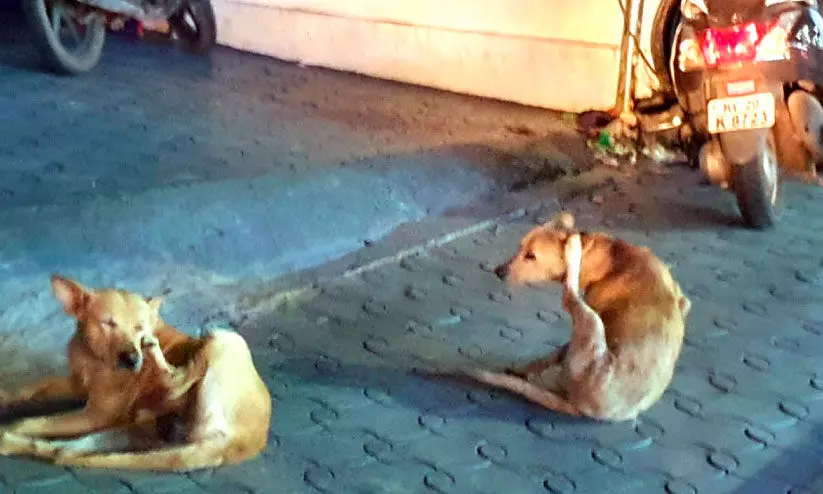 ബാലരാമപുരത്തും പരിസരത്തും തെരുവുനായ് ശല്യം രൂക്ഷം ബാലരാമപുരത്തും പരിസരത്തും തെരുവുനായ് ശല്യം രൂക്ഷം