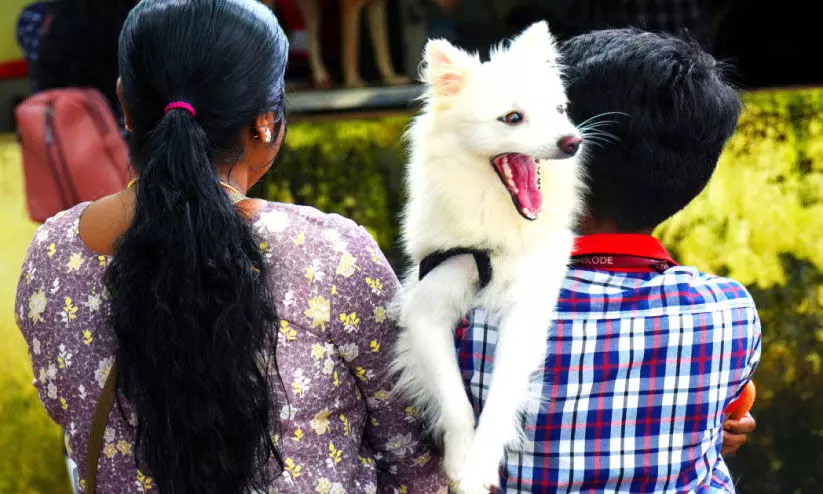 കോഴിക്കോട് ജില്ലയിലെ എല്ലാ പഞ്ചായത്തുകളിലും ഡോഗ് ഷെൽറ്റർ