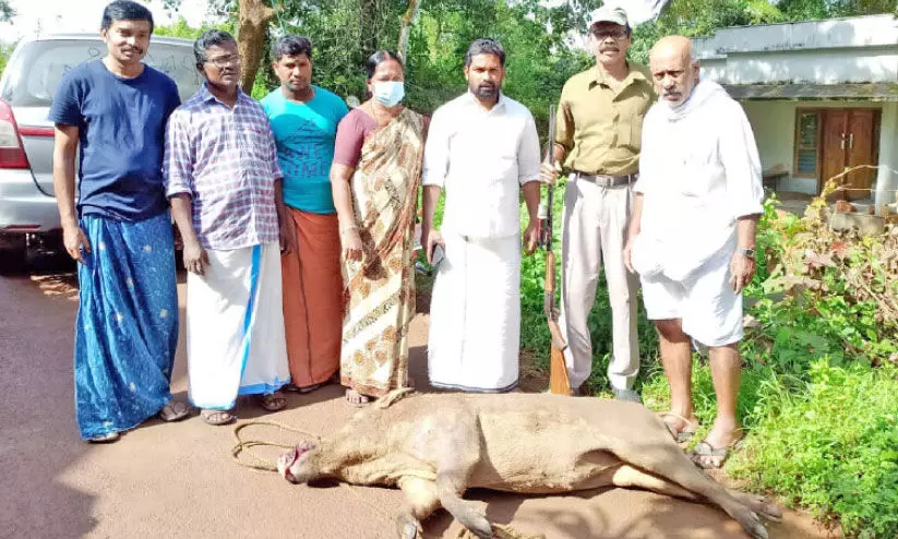 കാട്ടുപന്നിയെ വെടിവെച്ചു കൊന്നു