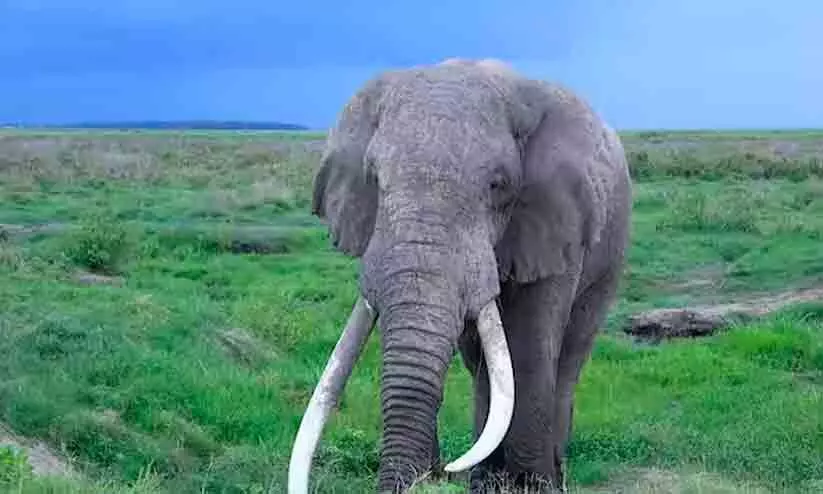 ആനക്കൊമ്പ്​ വിഗ്രഹങ്ങളുമായി മൂന്ന്​ പേർ പിടിയിൽ