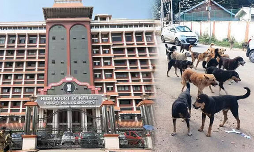 തെരുവുനായ്ക്കളെയും ഭക്ഷണം നൽകുന്നവരെയും ഉപദ്രവിച്ചാൽ പൊലീസ് നടപടിയെടുക്കണമെന്ന് ഹൈകോടതി തെരുവുനായ്ക്കളെയും ഭക്ഷണം നൽകുന്നവരെയും ഉപദ്രവിച്ചാൽ പൊലീസ് നടപടിയെടുക്കണമെന്ന് ഹൈകോടതി