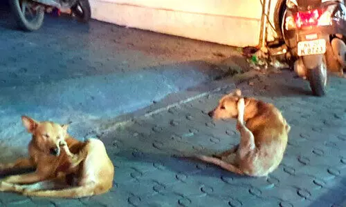 ബാലരാമപുരത്തും പരിസരത്തും തെരുവുനായ് ശല്യം രൂക്ഷം ബാലരാമപുരത്തും പരിസരത്തും തെരുവുനായ് ശല്യം രൂക്ഷം