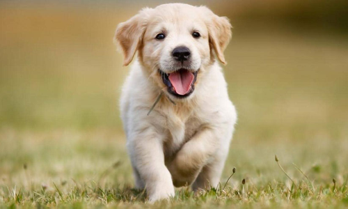 വളർത്തുനായെ ഒഴിവാക്കാൻ ഭർതൃവീട്ടുകാർ സമ്മതിച്ചില്ല, യുവതിയും മകളും ജീവനൊടുക്കി