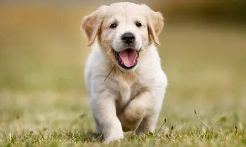 വളർത്തുനായെ ഒഴിവാക്കാൻ ഭർതൃവീട്ടുകാർ സമ്മതിച്ചില്ല, യുവതിയും മകളും ജീവനൊടുക്കി