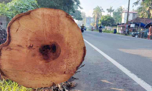 ദുരന്തത്തിന് വഴിയൊരുക്കി മരത്തടികൾ റോഡരികിൽ