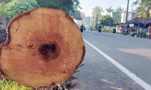 ദുരന്തത്തിന് വഴിയൊരുക്കി മരത്തടികൾ റോഡരികിൽ ദുരന്തത്തിന് വഴിയൊരുക്കി മരത്തടികൾ റോഡരികിൽ