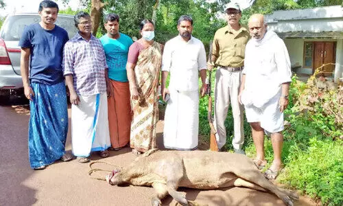 കാട്ടുപന്നിയെ വെടിവെച്ചു കൊന്നു