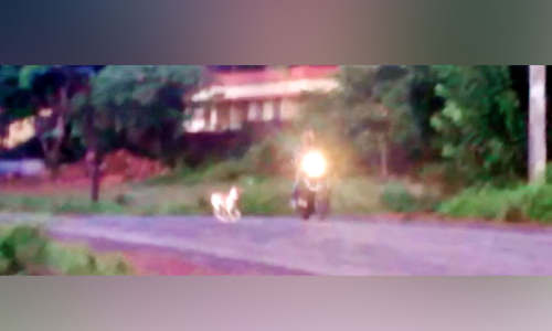 തെരുവുനായ്: ഇരുചക്ര വാഹന യാത്രക്കാർ ഭീതിയിൽ