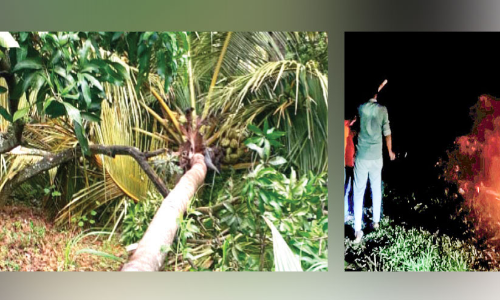 ജനവാസ കേന്ദ്രത്തിൽ 16 കാട്ടാനകൾ; തുരത്താൻ വനം വകുപ്പ്