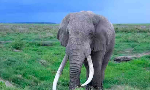 ആനക്കൊമ്പ്​ വിഗ്രഹങ്ങളുമായി മൂന്ന്​ പേർ പിടിയിൽ