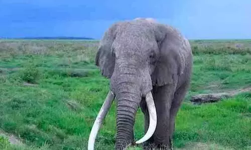 ആനക്കൊമ്പ്​ വിഗ്രഹങ്ങളുമായി മൂന്ന്​ പേർ പിടിയിൽ