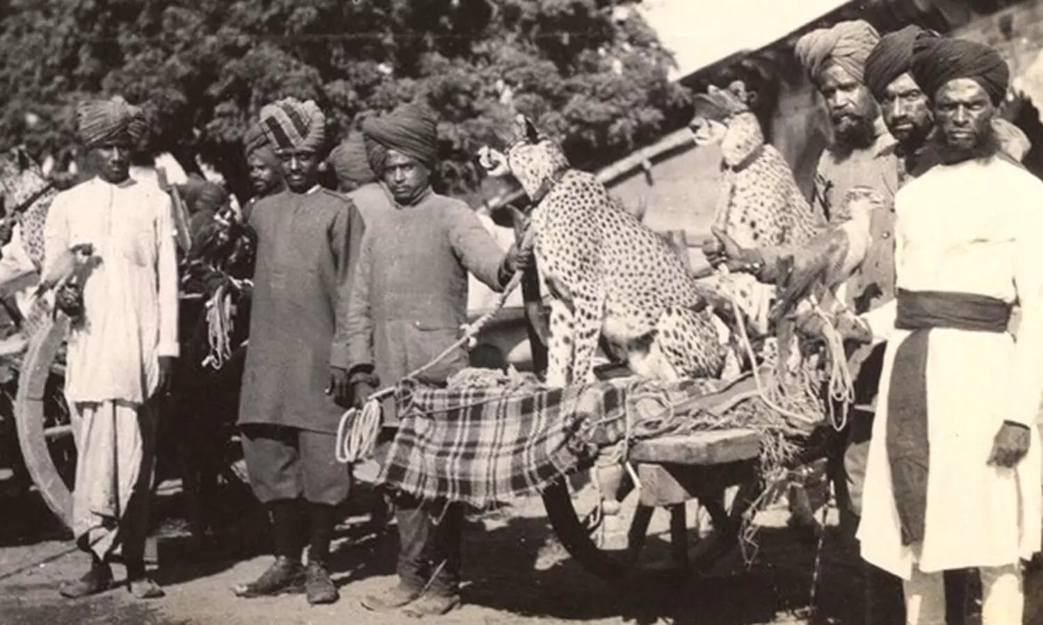 As India Gets Cheetahs Back, An Explainer On Why They Went Extinct