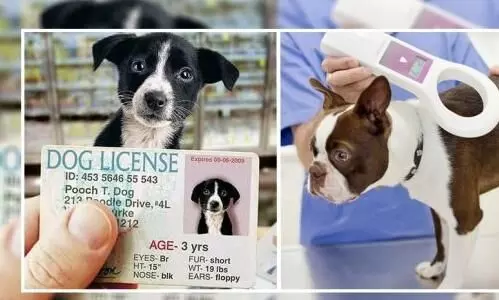 license for pets