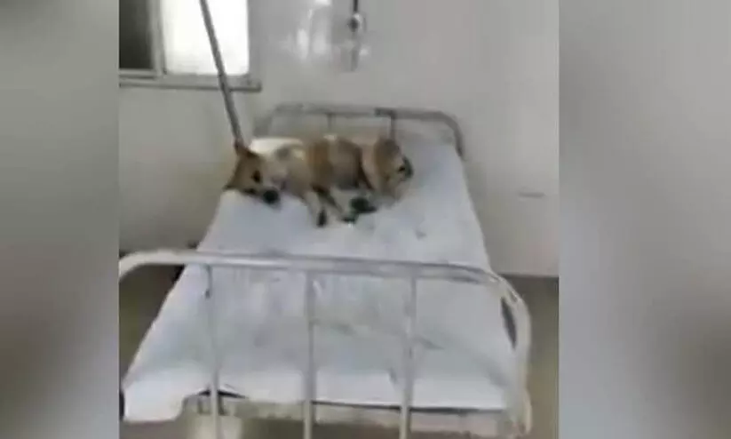 ആശുപത്രിക്കിടക്കയിൽ സുഖമായുറങ്ങി തെരുവുനായ; ആശങ്കാജനകമെന്ന് കോൺഗ്രസ് ആശുപത്രിക്കിടക്കയിൽ സുഖമായുറങ്ങി തെരുവുനായ; ആശങ്കാജനകമെന്ന് കോൺഗ്രസ്