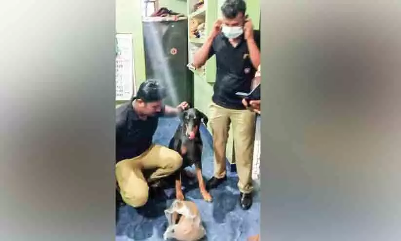 പൊലീസ് നായുടെ സഹായത്താൽ ചേറ്റുവയിൽ കഞ്ചാവ് വേട്ട