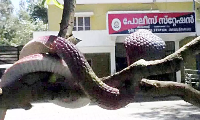 Chinese rubber snakes Chinese rubber snakes