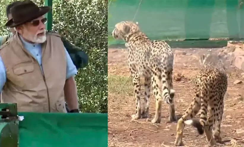 ചീറ്റപ്പുലികളുടെ വരവ് ഇന്ത്യയെ ആശങ്കപ്പെടുത്തുന്നതെന്തുകൊണ്ട് ​?