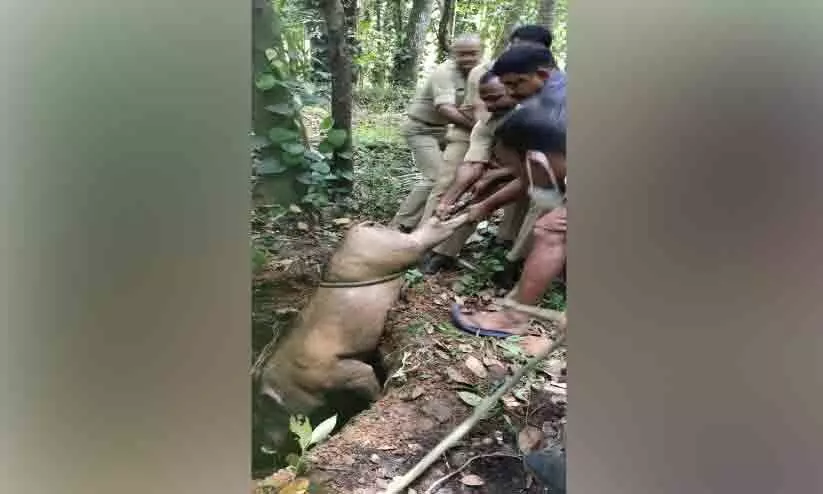 പൊട്ടക്കിണറ്റിൽ വീണ കാട്ടുപന്നി ചത്തു