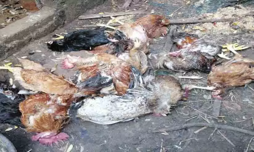 കൂട് തകര്ത്ത് 35 കോഴികളെ തെരുവുനായ്ക്കൾ കൊന്നു കൂട് തകര്ത്ത് 35 കോഴികളെ തെരുവുനായ്ക്കൾ കൊന്നു