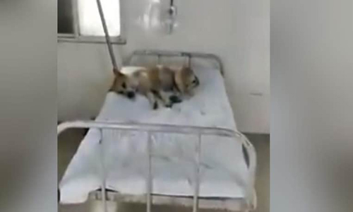 ആശുപത്രിക്കിടക്കയിൽ സുഖമായുറങ്ങി തെരുവുനായ; ആശങ്കാജനകമെന്ന് കോൺഗ്രസ്