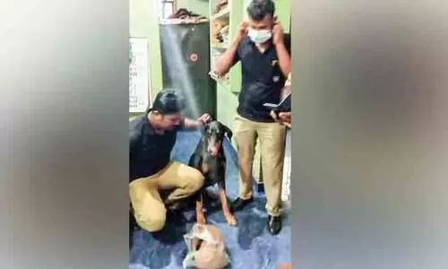 പൊലീസ് നായുടെ സഹായത്താൽ ചേറ്റുവയിൽ കഞ്ചാവ് വേട്ട