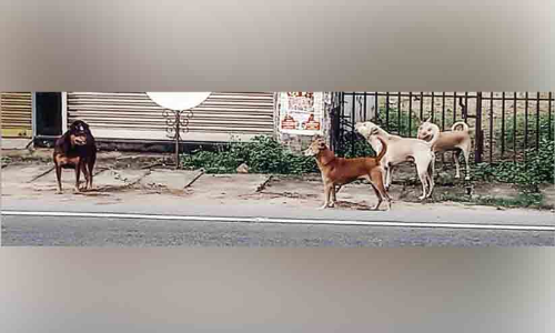 ഹോട്ട്സ്പോട്ടുകളിലൊതുങ്ങാതെ തെരുവുനായ് ഭീഷണി