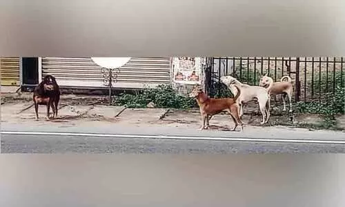 ഹോട്ട്സ്പോട്ടുകളിലൊതുങ്ങാതെ തെരുവുനായ് ഭീഷണി