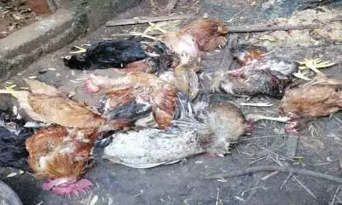 കൂട് തകര്‍ത്ത് 35 കോഴികളെ തെരുവുനായ്ക്കൾ കൊന്നു