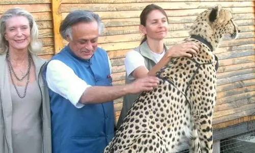 Jairam Ramesh- cheetahs