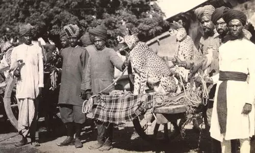 As India Gets Cheetahs Back, An Explainer On Why They Went Extinct