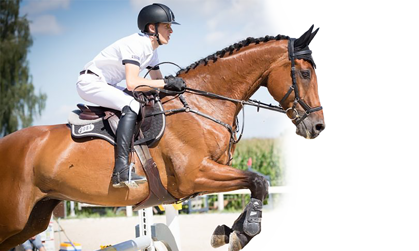 കുതിര സവാരി ദുബായിൽ കുതിര സവാരി ദുബായിൽ