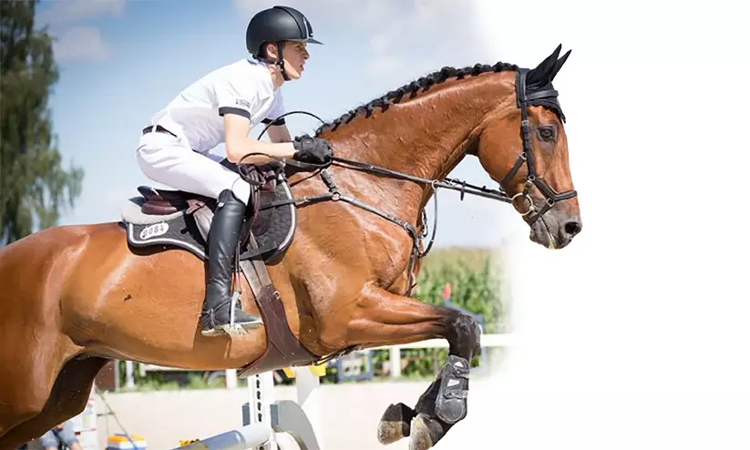 കുതിര സവാരി ദുബായിൽ കുതിര സവാരി ദുബായിൽ