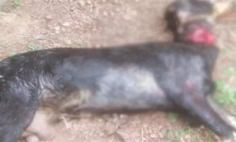 നായ്ക്കൂട്ടം ആടുകളെയും കോഴികളെയും കടിച്ചുകൊന്നു