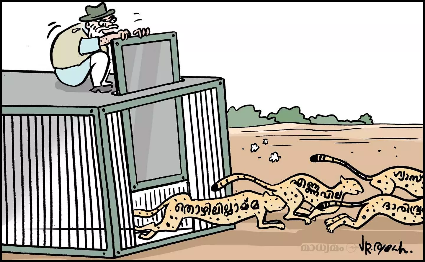 ഇന്ത്യൻ ചീറ്റകൾ