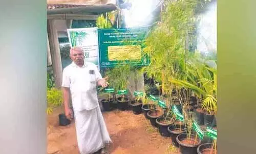 ഇന്ന് ലോക മുളദിനം: 56 ഇനം മുളകൾക്ക് വിത്തുപാകി കർഷകമിത്ര അവാർഡ്​ ജേതാവ്